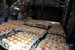 Peternak Blitar bagikan ayam dan telur gratis kepada warga