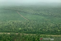 Cerita Kaka Slank melintasi hutan Papua dari udara