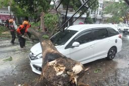 Bencana angin kencang melanda wilayah Jember, pohon tumbang timpa mobil