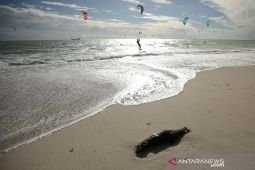 Afsel selidiki kematian ratusan anjing laut di pesisir Cape Town