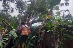 BPBD Situbondo catat 163 rumah warga rusak akibat angin puting beliung