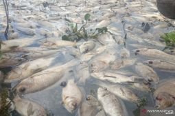 Kerugian matinya ikan  Danau Maninjau capai Rp35,28  miliar