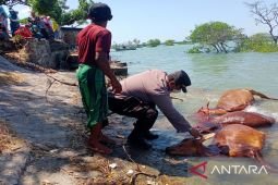 Belasan sapi ditemukan mati di perairan Pantai Sampang