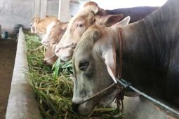 Hewan ternak di Mojokerto sembuh dari PMK bertambah 316 ekor