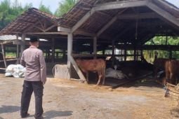 Pakar: Daging sapi terjangkit PMK aman dikonsumsi asal dilayukan terlebih dulu
