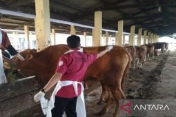 Lima sapi di Bangkalan sembuh dari PMK