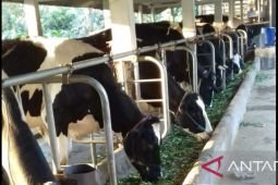 KUD Argopuro Probolinggo "lockdown" setelah ratusan sapi perah terkena PMK