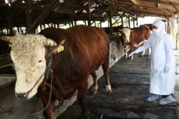 Gubernur Khofifah instruksikan bupati/wali kota pantau penjualan hewan kurban