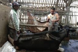 Memanfaatkan eco enzyme untuk penanganan darurat PMK