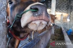 Sebagian sapi milik warga Pamekasan positif PMK