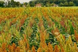 Kabupaten Malang potensial untuk pengembangan tanaman sorgum