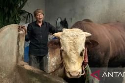 Kisah sapi simmental "Slamet" yang dibeli Presiden Jokowi untuk kurban
