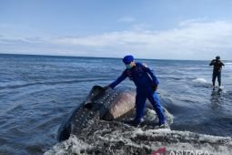 Seekor hiu  tutul terdampar di pesisir selatan Jember