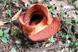 Pertama kali, Rafflesia arnoldi R. Br mekar di luar habitatnya