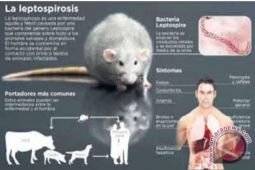 Seorang warga Tulungagung meninggal akibat leptospirosis