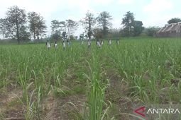 Produksi gula dan tebu Jatim tertinggi nasional