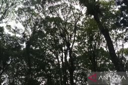 Gubernur Khofifah: Hutan sosial di Jatim terluas se-Pulau Jawa