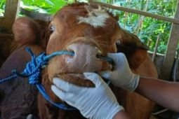 Disnak Trenggalek vaksinasi 2 ribu ekor sapi antisipasi wabah LSD