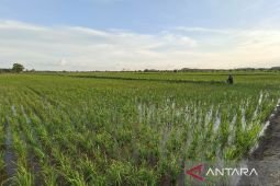 Pengamat: Keberhasilan "food estate" baru dapat dirasakan pada 2027