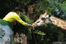 Legislator sebut "night zoo" KBS bisa jadi sarana penelitian hewan nokturnal