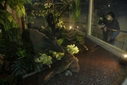 BBKSDA Jatim belum dapat informasi detail soal "night zoo" di KBS