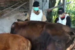 Pemkab Blitar intensif vaksinasi sapi cegah meluasnya penyakit LSD