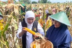 Gubernur Khofifah panen jagung varietas Reog di Ponorogo