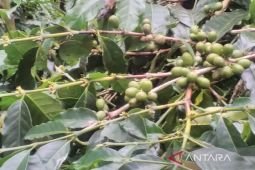 Petani kopi Gayo atasi dampak perubahan iklim dengan pola tanam organik
