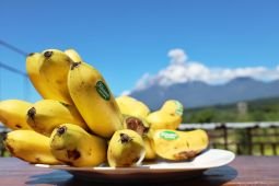 Pisang mas Kirana Lumajang dapatkan sertifikat internasional