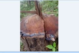 Polisi Trenggalek buru otak pembalakan kayu langka sonokeling