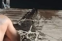 Damkar ingatkan warga pesisir Kelong waspada buaya muara