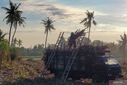 PG Assembagoes Situbondo beli tebu petani Rp65 ribu per kuintal