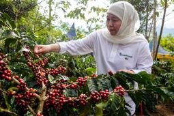 Menggaungkan kembali "Bondowowo Republik Kopi"