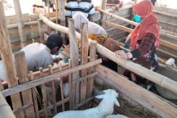 Pastikan tak berpenyakit, Pemkab Situbondo cek kesehatan hewan kurban