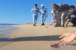 Warga dan mahasiswa lepas tukik di Pantai Sembilan
