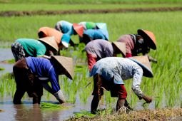 Pupuk Indonesia berharap petani waspada pupuk palsu jelang musim tanam