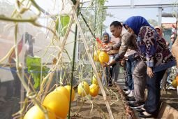Pemkot Surabaya kembangkan "urban farming" varietes golden melon