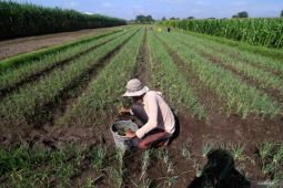IHPB pada Agustus capai 3,72 persen, sektor pertanian catat kenaikan tertinggi