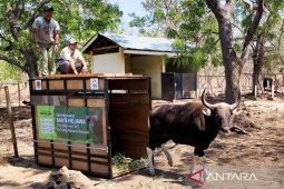 Populasi banteng Jawa di Taman Nasional Baluran Situbondo capai 211 ekor