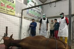 Enam RPH di Banyuwangi lolos audit sertifikasi halal