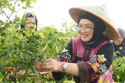 Pemkab Lumajang  distribusikan produk surplus untuk stabilitas pangan