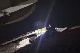 Damkar Trenggalek evakuasi tujuh sarang tawon dari pemukiman