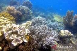 Menyingkap surga bawah laut tersembunyi di Pulau Miang
