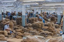 PTPN I Regional 4 targetkan luas tanam tembakau ekspor 750 hektare di 2024