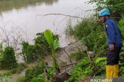 Buaya endemik Bengawan Solo muncul lagi di Bojonegoro