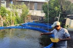 Menemukan potensi tak terbatas dalam diri lewat lele