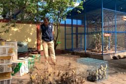 BKSDA Bali lepasliarkan 310 burung di hutan produksi