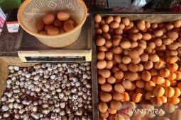 Harga telur ayam ras naik menjadi Rp28.700 per kg