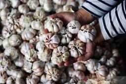 Weekend, harga bawang putih naik jadi Rp41.840 per kg