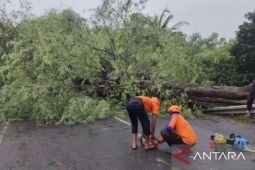 Petugas gabungan evakuasi pohon tumbang yang tutup jalur nasional